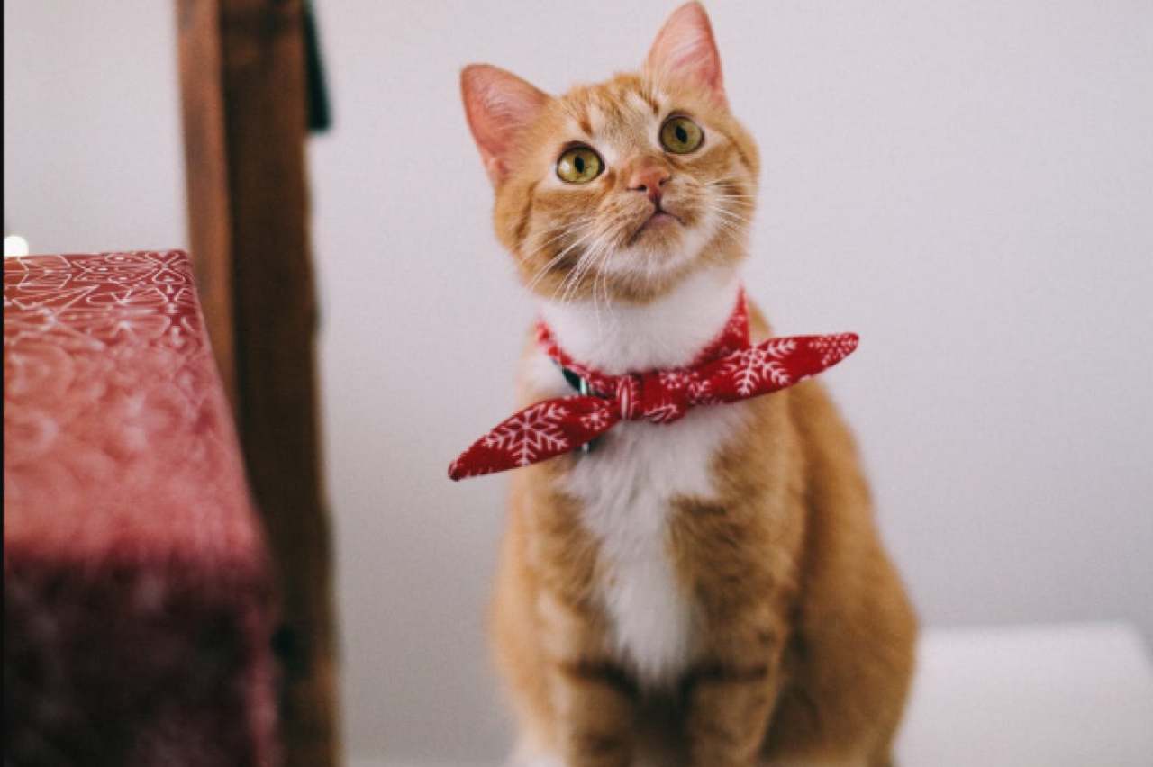 Kediler Neden Kısırlaştırılmalı? Kedi Kısırlaştırmak Zararlı Mı?