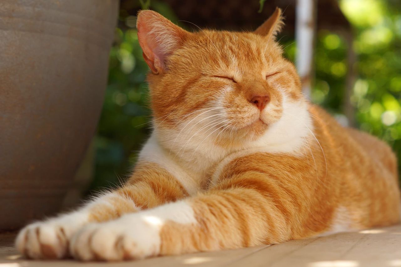 Kedi Maltı Nedir? Kedi Maltı Ne İşe Yarar?