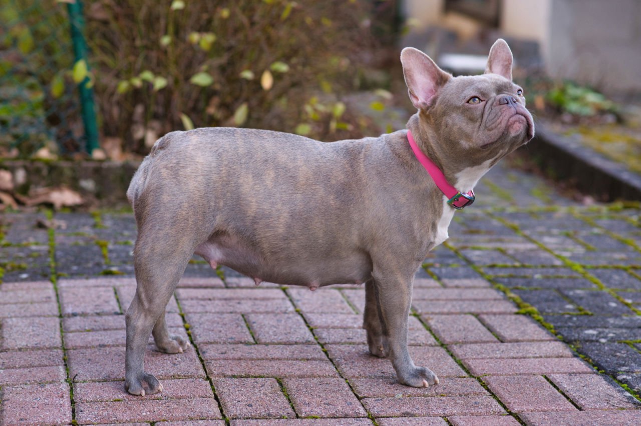 Köpeklerin Hamilelik Süresi Kaç Gündür? Köpeklerin Hamilelik Süresince Verilmesi Gereken Mamalar