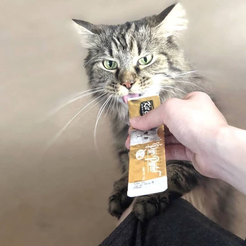 Kedi Ödül Maması Nedir? Kedi Ödül Maması İçinde Ne Var?