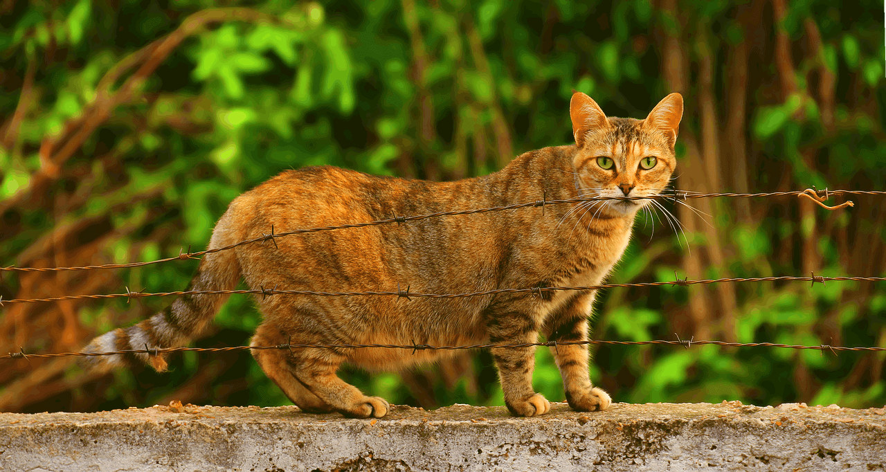 Hamile Kedi Hangi Mamaları Yer? Hamile Kedi Maması Nereden Alınır?