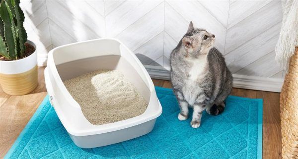 En İyi Kedi Kumu Hangisi? Kedi Kumu Nasıl Seçilir?