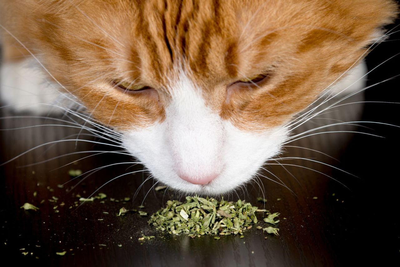 Catnip Nedir? Catnip Ne İşe Yarar?