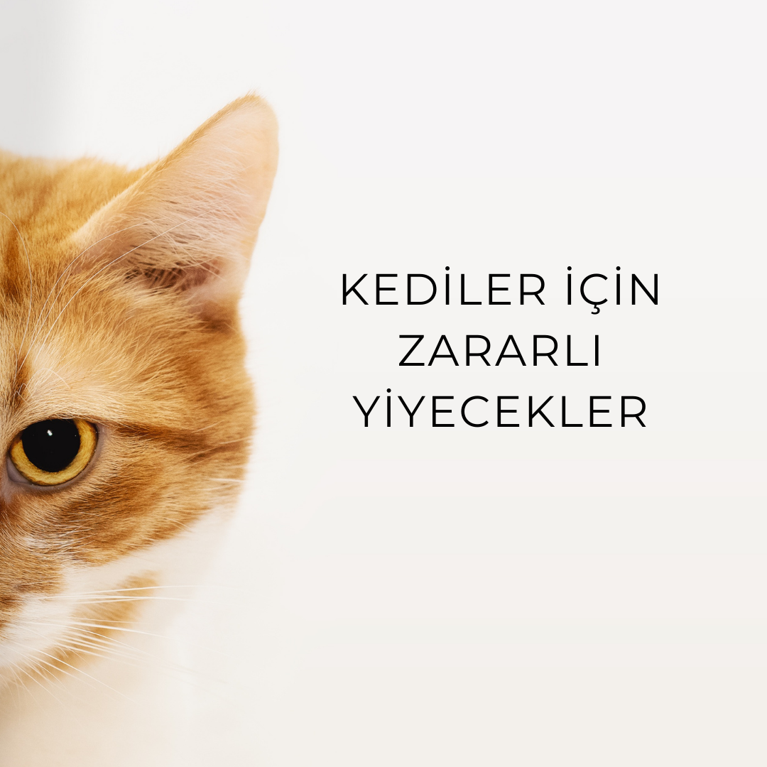 Kediler için zararlı yiyecekler hangileri?