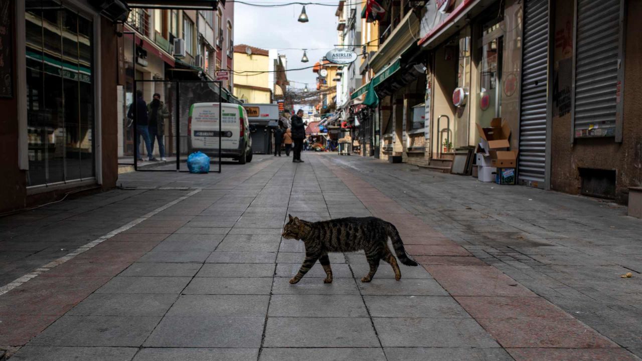 Sokak Kedisi Maması Nasıl Seçilir? Sokak Kedisi Nasıl Beslenir?