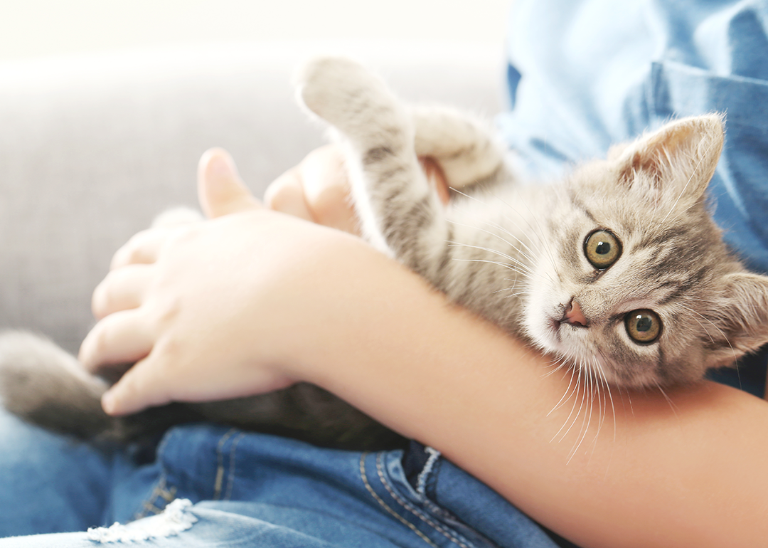 Yavru Kedi Kuru Mama Yer Mi? Kuru Mamaya Ne Zaman Başlanır?