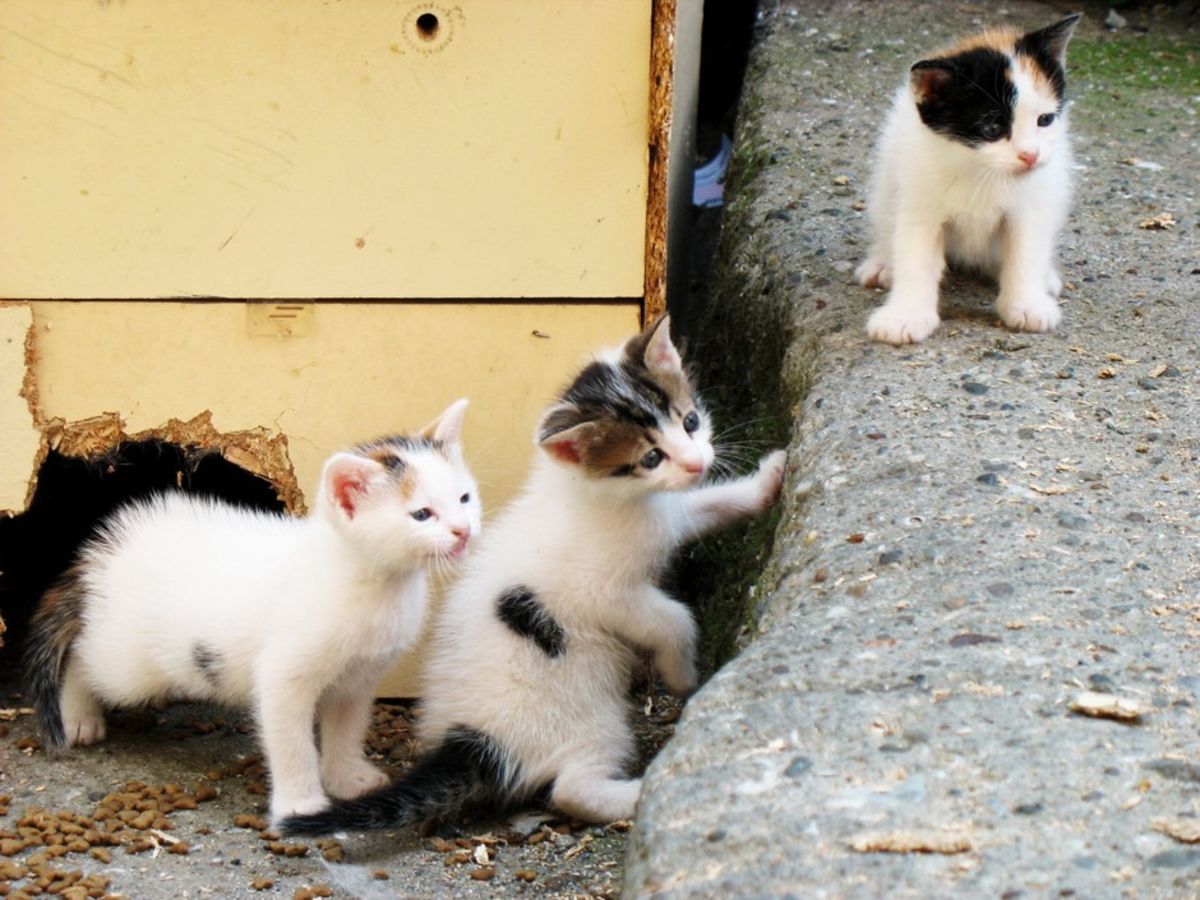 Sokak Kedisi Maması Nasıl Seçilir? Sokak Kedisi Nasıl Beslenir?