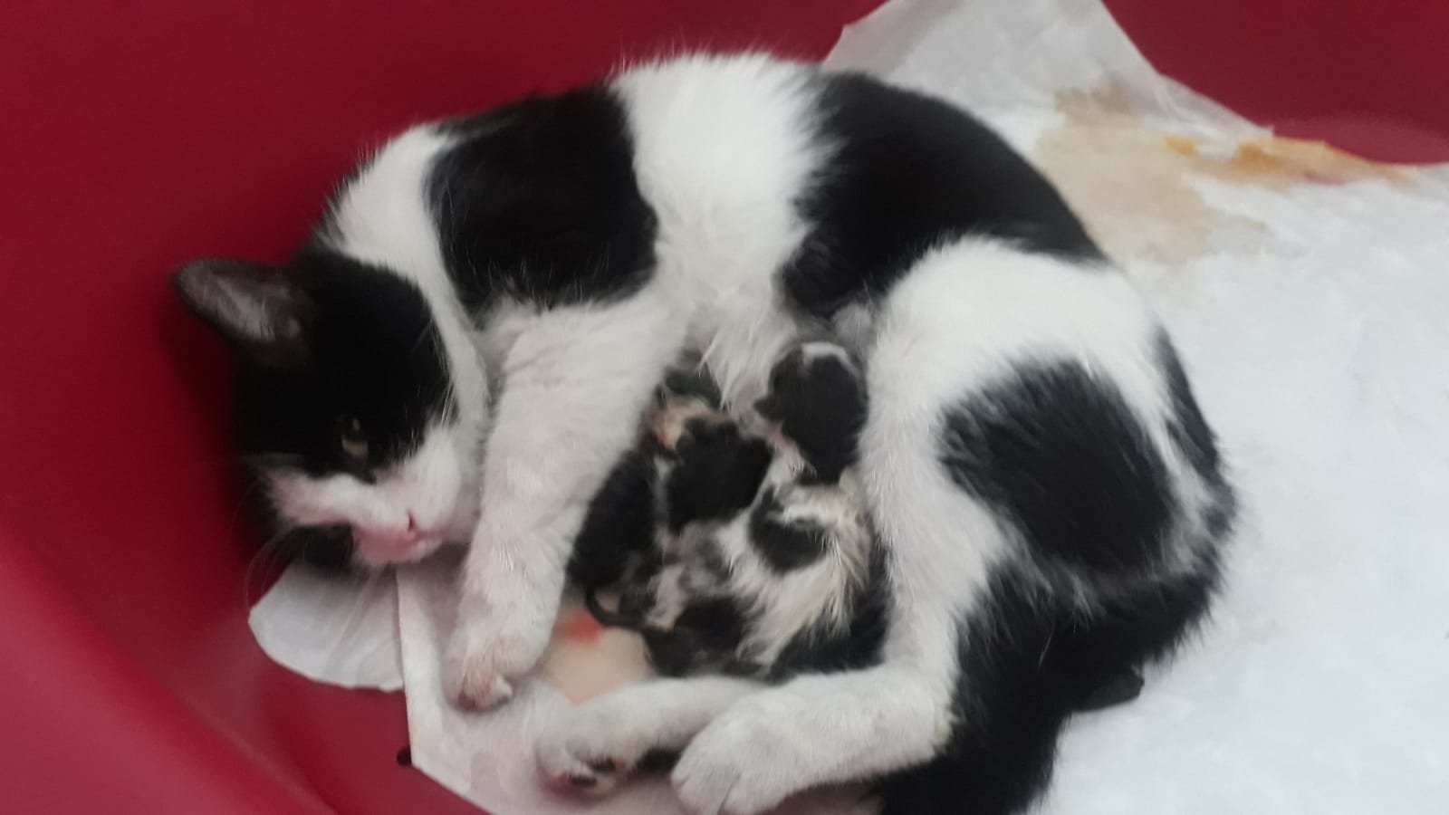  Hamile Kedi Maması