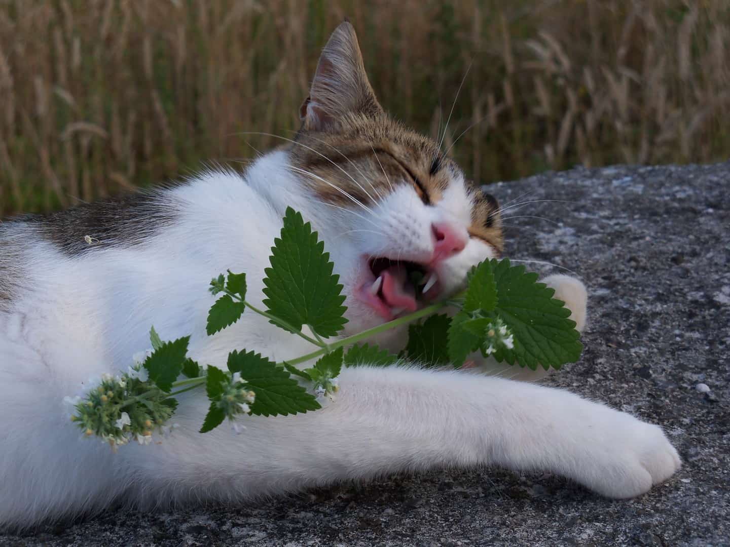 Catnip Nedir? Catnip Ne İşe Yarar?