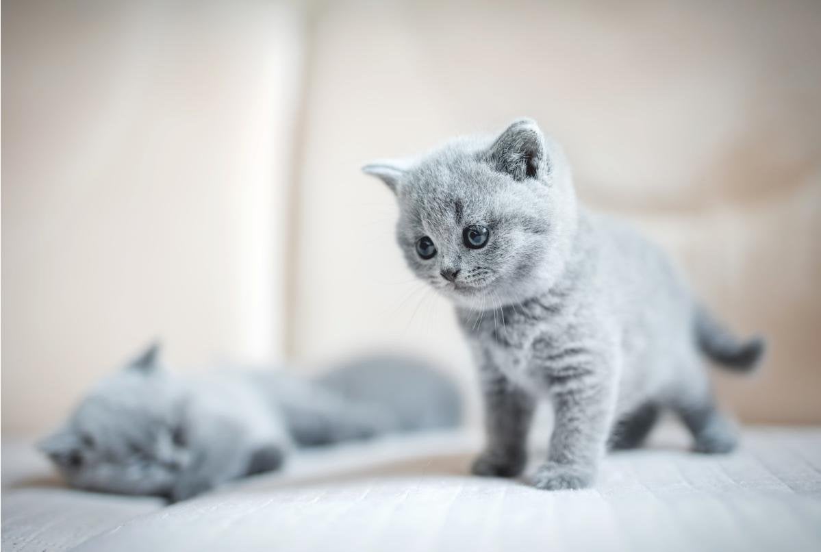 Yavru Kedi Kuru Mama Yer Mi? Kuru Mamaya Ne Zaman Başlanır?