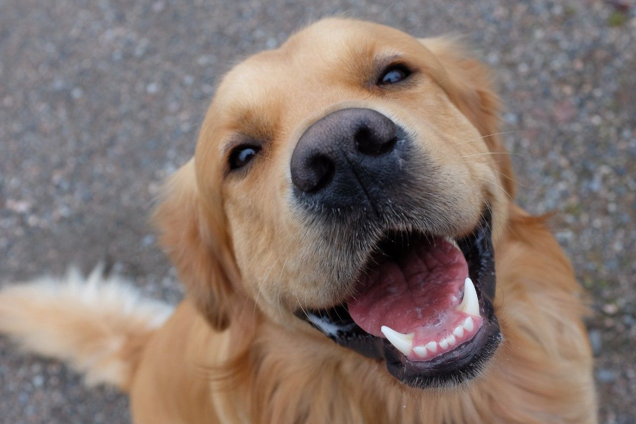 Köpeklerde Kilo Kaybı Nedenleri Nelerdir? Köpeklerde Kilo Kaybı Mamadan Olur Mu?