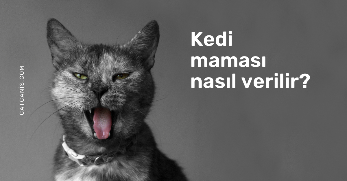 Kedi maması nasıl verilir?