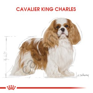 Royal Canin Bhn Cavalier King Charles Irka Özel Yetişkin Köpek Maması 1,5 Kg
